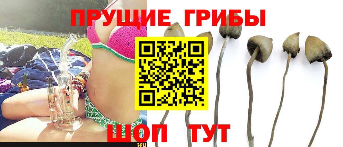 Галлюциногенные грибы Psilocybe Хабаровск